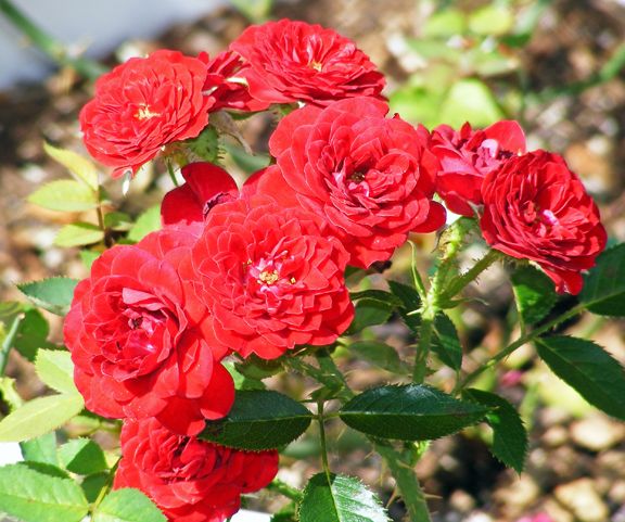 Unconditional Love photo ul2013_07110005_zps0b055890.jpg